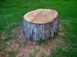 How Our Tree Care Process Works  in  Bigfoot, TX