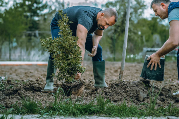 Best Sod Installation  in Bigfoot, TX