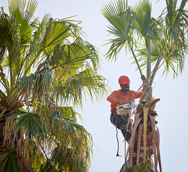 Lawn Watering Services in Bigfoot, TX