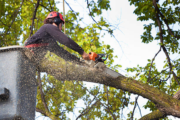 Reliable Bigfoot, TX Tree Services Solutions