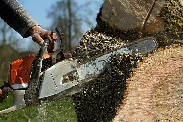 Best Lawn Maintenance Plans  in Bigfoot, TX